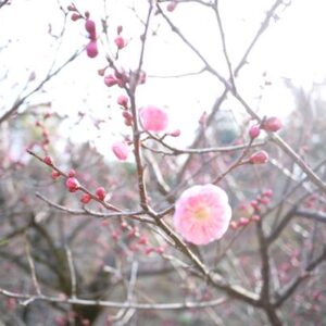 ブログサムネイル