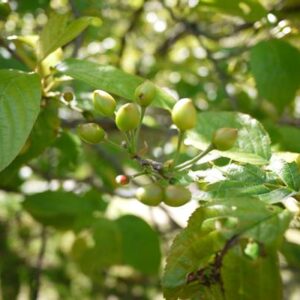 ブログサムネイル