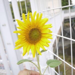 ブログサムネイル